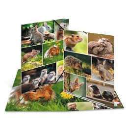 HERMA Chemise à élastiques "Rongeurs", carton, A4