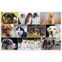 HERMA Sous-main "Chiens", (L)550 x (H)350 mm