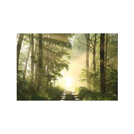 PAPERFLOW Poster mural "Forêt", en plexiglas