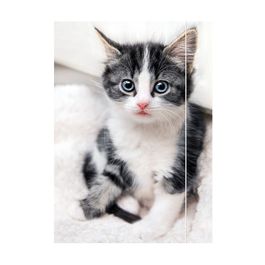 RNK Verlag Carton à dessin "Chaton", A3